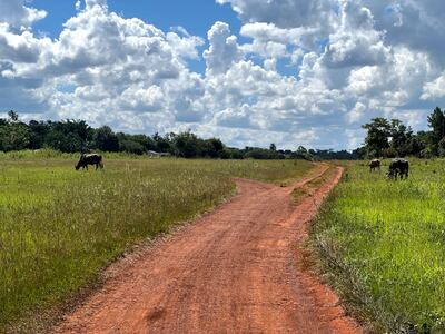 La pista de aterrizaje de la base aérea invadida por ganado de los supuestos campesinos sin tierra. La pista compactada de 1600 metros de largo, ahora se encuentra inutilizada.