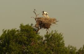 Nido de ave de tuyu cuartelero en la copa de un árbol en la reserva natural Defensores del Chaco.