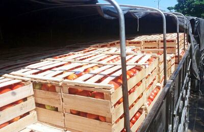 El tomate es uno de los rubros más proclives al contrabando y la coima por parte de los controladores fronterizos, principalmente del Senave, porque aunque es libre de impuestos sus comercio en el Mercosur, la autorización para importar se maneja como herramienta comercial, para subir o bajar el precio local.
