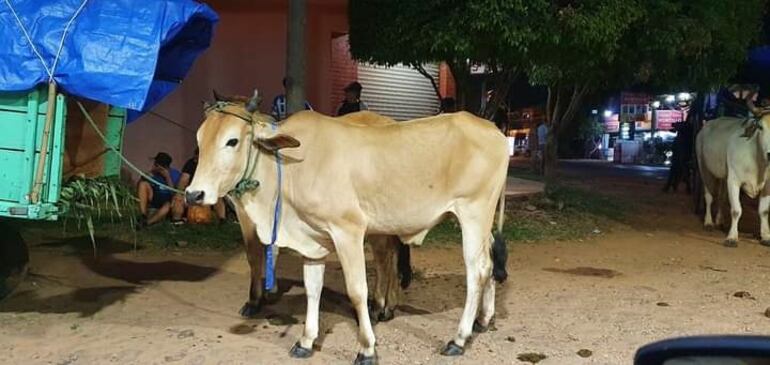 El que guiaba la carreta resultó con golpes varios en el cuerpo y los animales con fisura en sus astas.
