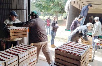Productores cargan un camión con las cajas de tomate.