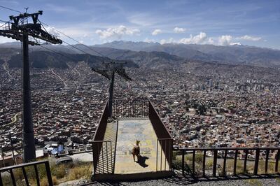 A dog is seen at an empty viewpoint over La Paz in El Alto, Bolivia on May 8, 2020. - Bolivia is under state of emergency with its borders closed against the spread of the new coronavirus. (Photo by AIZAR RALDES / AFP)