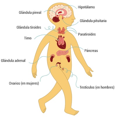 Sistema endócrino (1)