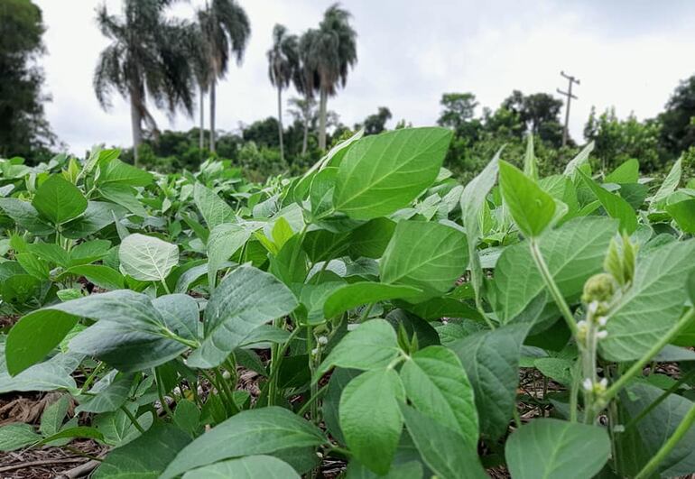 Los cultivos de soja en Pueto Barra se recuperan tras el estrés hídrico.
