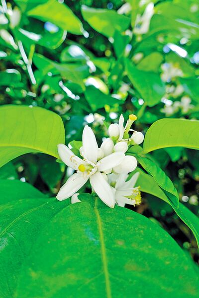 ¿Cómo dijo? Arborizar