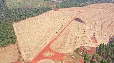 Los campesinos destrozaron parte de la reserva forestal y luego ingresaron en el área cultivada. La tierra se convirtió en botín de guerra de políticos.