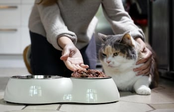 La alimentación de nuestro gato es importante para que goce de buena salud.