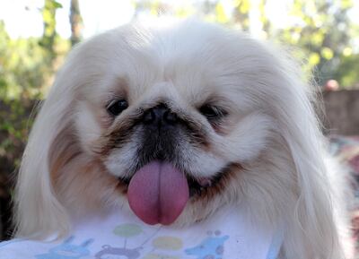 Perro pekinés.