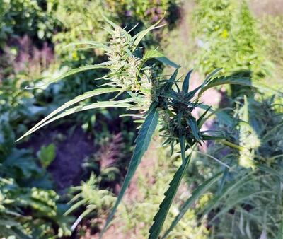 La sede Granja Madre fue intervenida por la Senad. No tolera la elaboración de aceite medicinal.