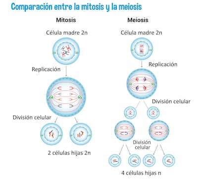 Mitosis y la meiosis