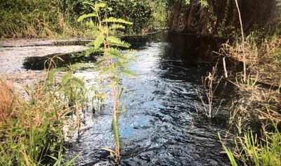 Desean “revivir” el Estero Patiño