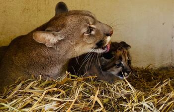 Jagua Pyta o Puma Concolor. Nacieron dos en el Refugio Faunístico de Yacyretá.