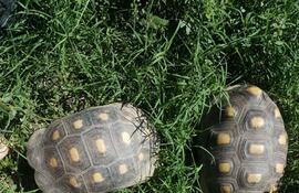 Las tortugas ¨patas rojas ¨ estaban dentro de un programa de conservación de la especie, ya que algunas zonas del Gran Chaco no poseen ningún ejemplar.