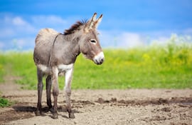 burro