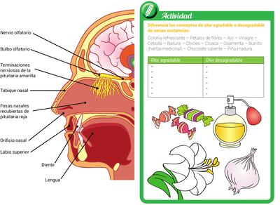 Órganos de los sentidos: olfato