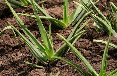 El aloe vera crece mejor en terrenos con buen drenaje.