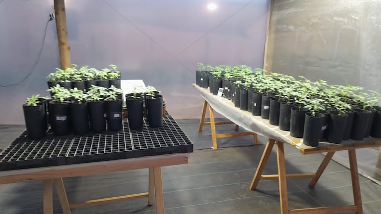 Las variedades que se utilizan son todas de semillas paraguayas