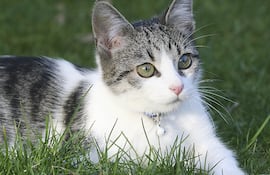 Un gato resfriado presenta síntomas muy variados: tos, estornudos y secreciones nasales o en los ojos.