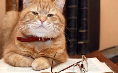 Gato adulto mayor. Se debe tener en cuenta para la alimentación de los felinos mas viejitos de proveerles de alimentos premium de prescripción, ya que estos cuentan con todos nutrientes que ellos necesitan para llevar una buena calidad de vida, recomienda la veterinaria Rebecca Moreno.