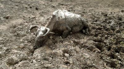 Un animal vacuno empantanado en zona de Pozo Hondo, que con fuerza propia ya no puede salvarse.