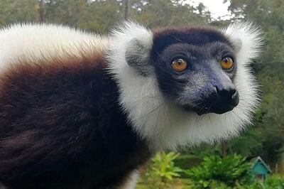 Un lémur blanco y negro (Varecia variegata) en Ranomafana, Madagascar.