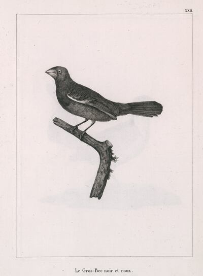 Le Gros-Bec noir et roux (Pitylus fuliginosus), plancha número XXII que ilustra la edición francesa de los Viajes de Azara (1809), realizada por Jean-Gabriel Prête. Corresponde al Saltator fuliginosus de Daudin, especie que no fue descrita por Azara pero sí por Arnoldo de Winkelried Bertoni con el nombre de Guaranichinga, la obtuvo en Jaguarasapá (Itapúa) el 16 de mayo de 1890 y la consideró nueva. Crédito: "David Rumsey Map Collection, David Rumsey Map Center, Stanford Libraries"