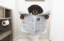 El estreñimiento en los perros es un problema muy común. Usar aceite de oliva es una de las opciones para solucionarlo.