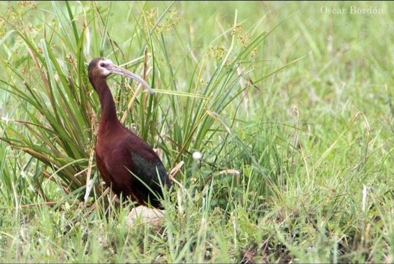 Karãu'i (Plegadis chihi), fotografía gentileza de Oscar Bordon, Naturaleza de Paraguay en fotografía.