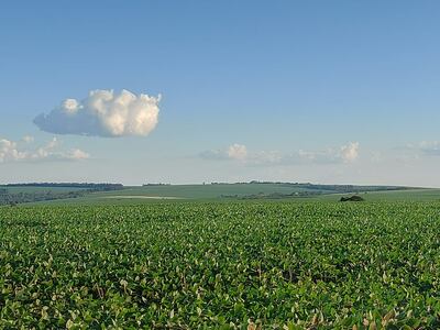 Cultivo de soja de la campaña 2022/ 2023, que todavía tiene esperanza. Las situaciones son variadas de acuerdo a la zona.