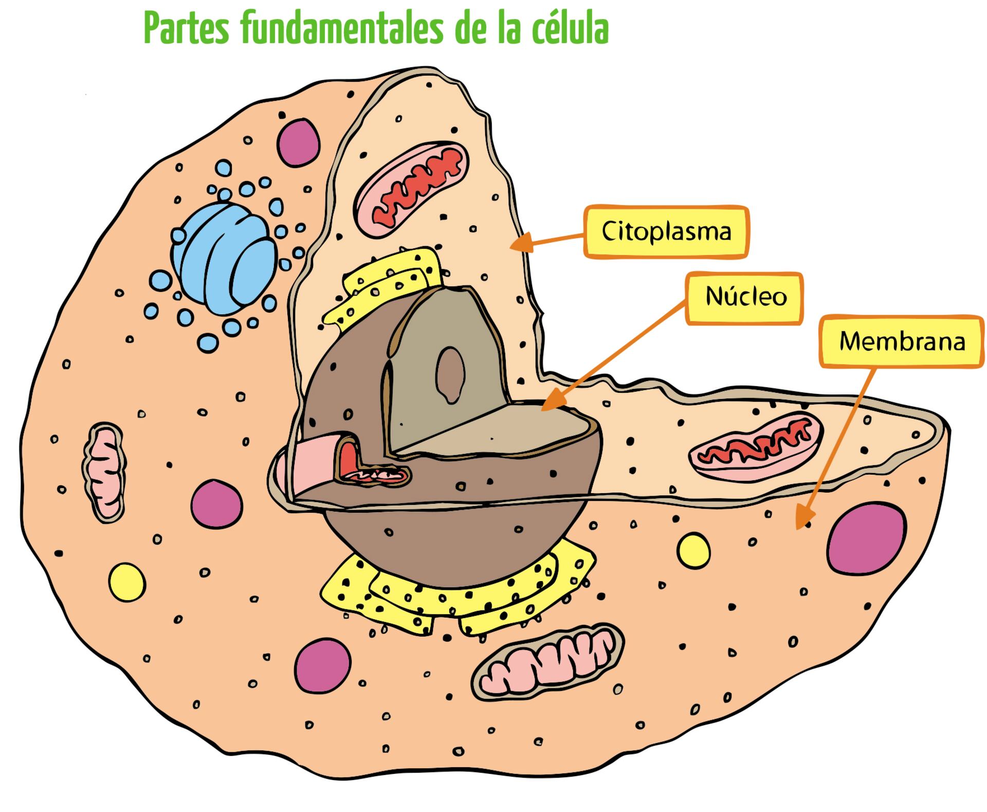 célula humana de la vida real