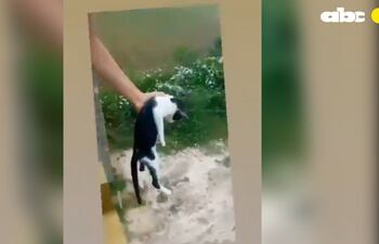 Momento en que una presunta adolescente arroja a un gato desde lo alto de un puente en Fuerte Olimpo.