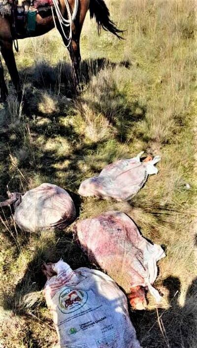 Abigeato golpea a ganaderos dejando cuantioso daños en Caapucú.
.