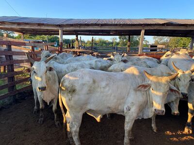 Los animales encontrados en el mataderos y que tienen la pinta de marca de la estancia asaltada.