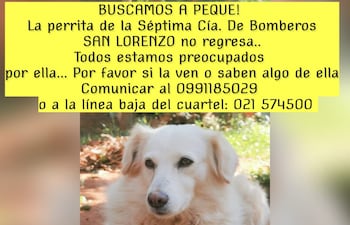 Bomberos de la Séptima Compañía de San Lorenzo buscan a "Peque", su mascota, que se encuentra perdida.