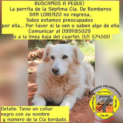 Bomberos de la Séptima Compañía de San Lorenzo buscan a "Peque", su mascota, que se encuentra perdida.