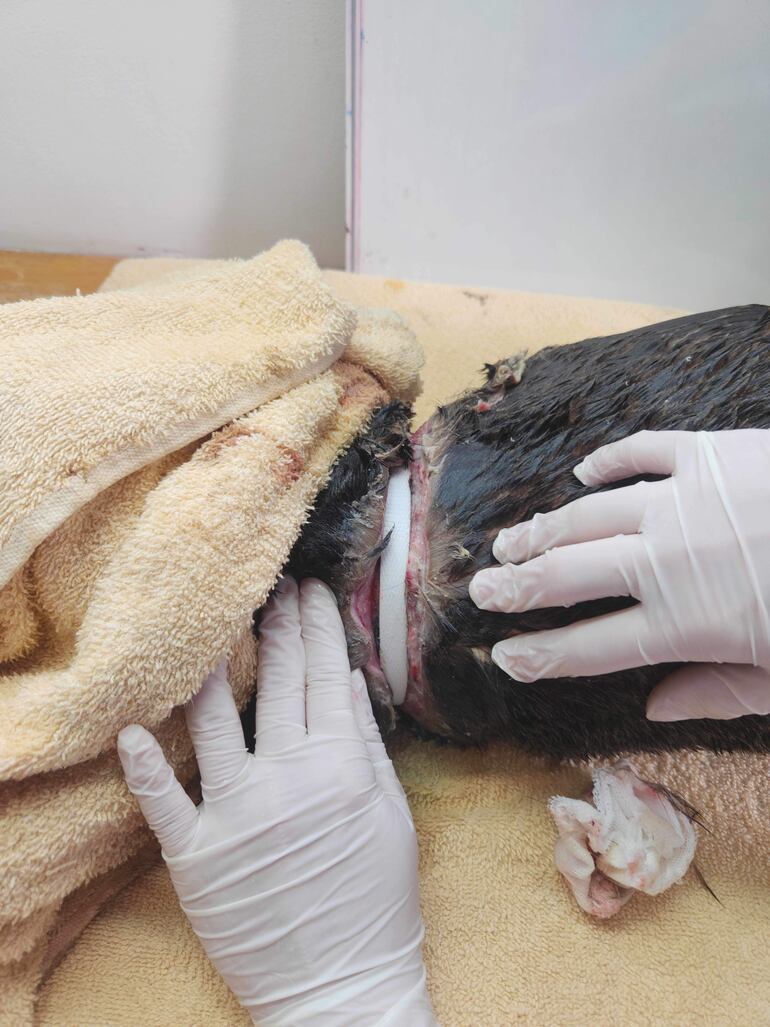 Una fundación argentina dedicada a la asistencia de la fauna marina rescató a un lobo marino que apareció en una playa de la provincia de Buenos Aires con una profunda herida alrededor del cuello, causada por una brida de plástico, un elemento usado habitualmente para embalajes.