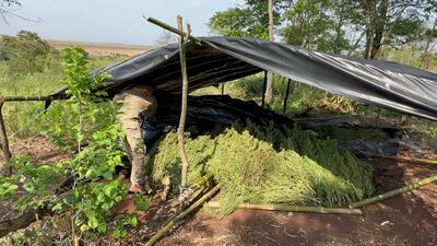 Uno de los campamentos narcos usados para el secado de la marihuana cosechada.