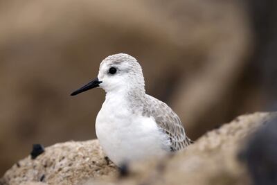 Playero blanco, que habita las costas de Baja Mar.