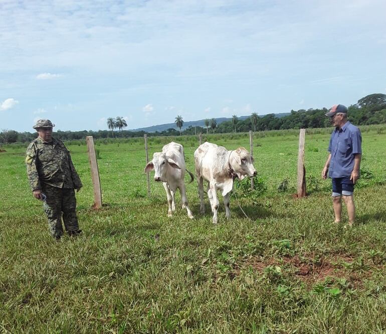Los animales vacunos fueron entregados a su propietario.