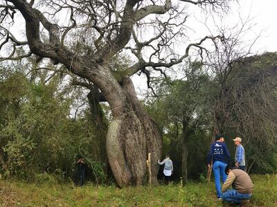 El concurso Colosos de la Tierra celebra este año su décima edición. Archivo.