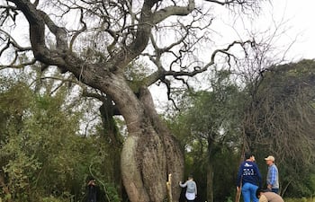 El concurso Colosos de la Tierra celebra este año su décima edición. Archivo.