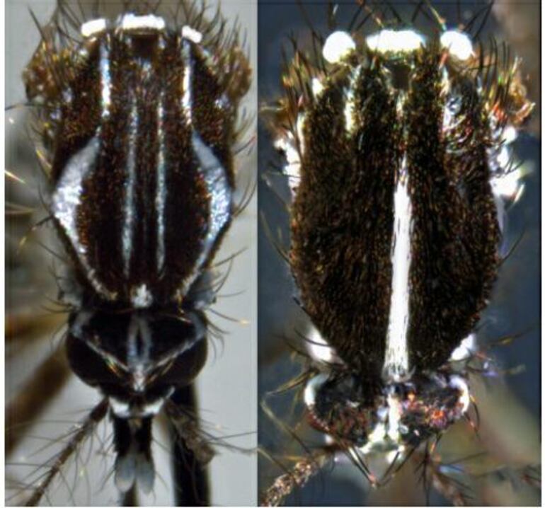 El Aedes posee en el tórax unas escamas blancas en forma de lira (izq.)