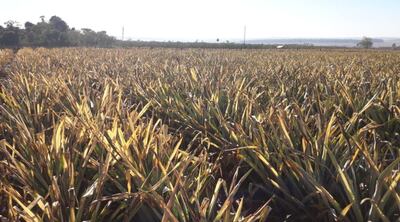 Las plantaciones se vieron sumamente perjudicadas por las heladas. Los productores piden asistencia crediticia y también del MAG.