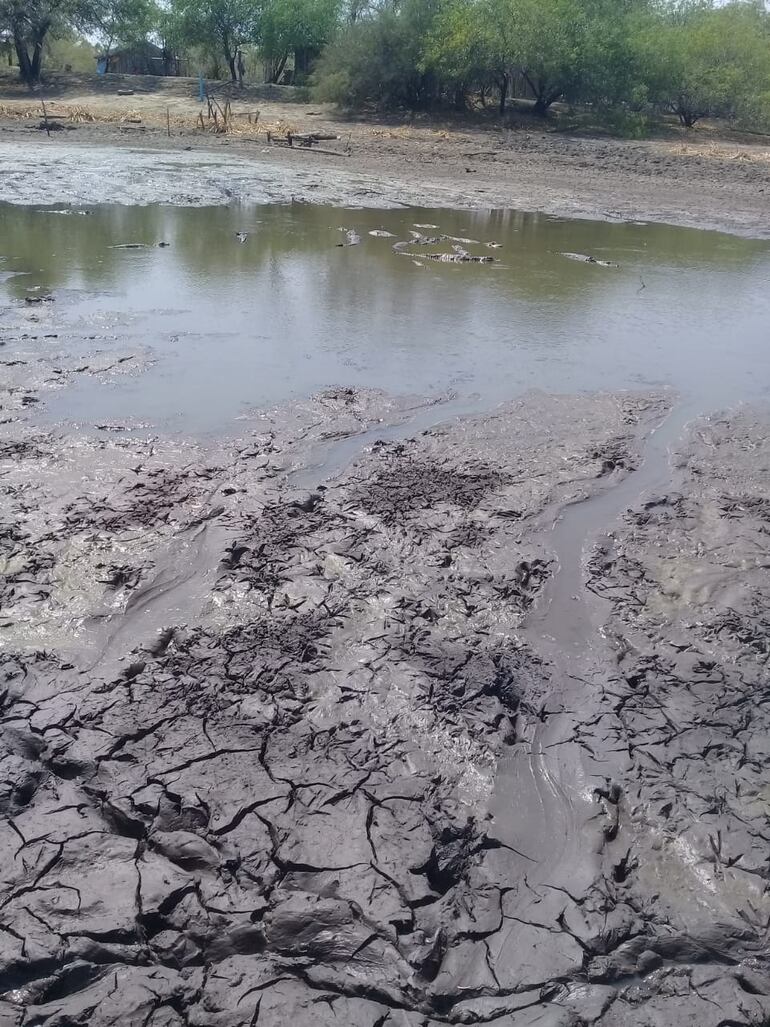 Grupo de yacares en lo que resta de agua en un viejo tajamar.