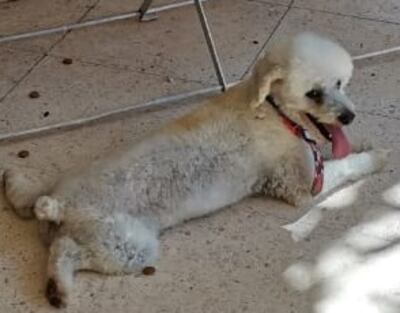 Desapareció en las inmediaciones de la avenida Juan Domingo Perón, en el límite en Asunción con Lambaré.