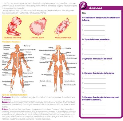 Aparato locomotor humano: músculos