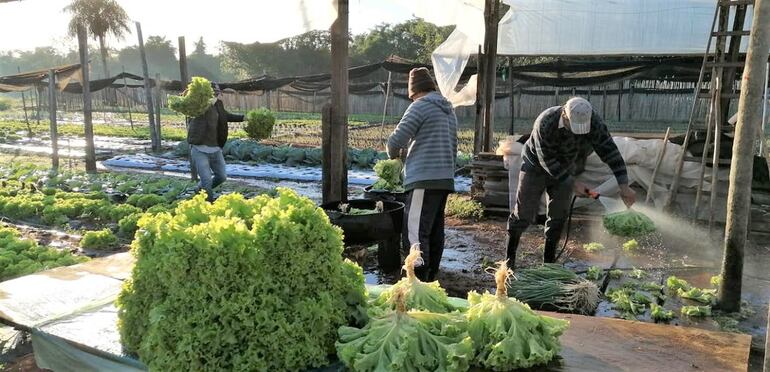 Lluvias traen buena perspectiva para cosecha de lechuga y otros rubros.
