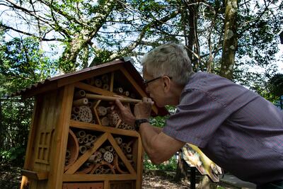 Paul Hanson, profesor de biología de la Universidad de Costa Rica, observa un "hotel" para abejas, un proyecto para proteger a las polinizadoras. (AFP)