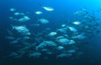 cardumen de peces caballa en el océano
