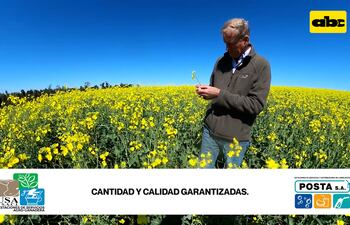 Comercialización de canola a buen precio asegurada